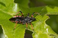 Rhynocoris annulatus