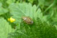 Aelia acuminata