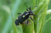 Capsodes sulcatus