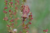 Haploprocta sulcicornis