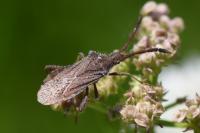 Coriomeris denticulatus