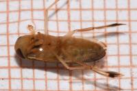 Callicorixa praeusta