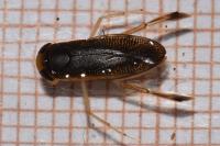 Callicorixa praeusta