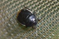 Legnotus limbosus