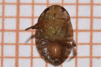 Ilyocoris cimicoides