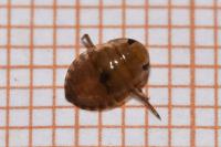 Ilyocoris cimicoides
