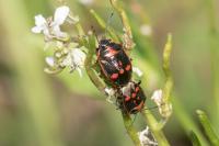 Eurydema oleracea
