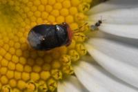 Geocoris erythrocephalus