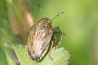 Neottiglossa leporina