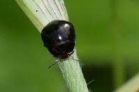 Coptosoma scutellatum