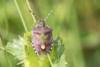 Dolycoris baccarum