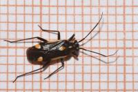 Capsodes sulcatus