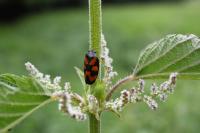 Cercopis vulnerata