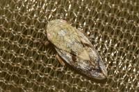 Philaenus spumarius