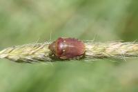 Eurygaster