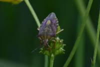 Carpocoris purpureipennis