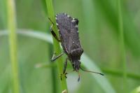 Ceraleptus gracilicornis