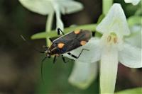 Capsodes flavomarginatus