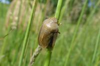 Eurygaster austriaca