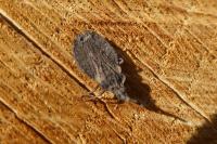 Aradus versicolor
