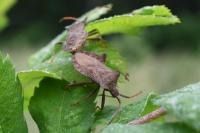 Coreus marginatus
