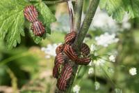 Graphosoma italicum
