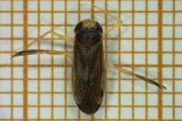 Sigara striata