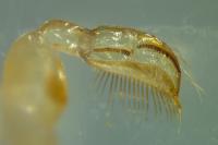 Sigara striata