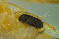 Sigara striata