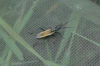 Leptopterna dolabrata