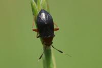 Capsus ater
