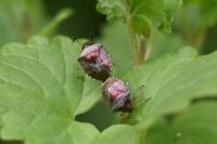 Stagonomus venustissimus