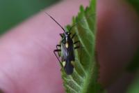 Capsodes sulcatus
