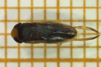 Sigara lateralis
