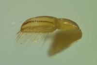 Sigara lateralis