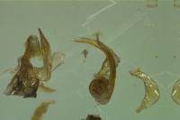 Sigara lateralis