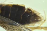 Sigara lateralis