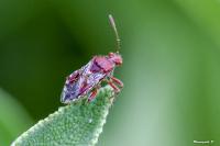 Rhopalus subrufus