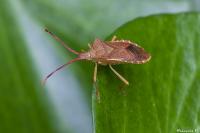 Gonocerus acuteangulatus