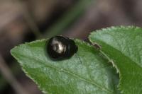 Coptosoma scutellatum