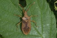 Gonocerus acuteangulatus