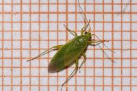 Orthotylus marginalis