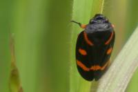 Cercopis intermedia