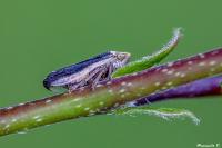 Philaenus spumarius