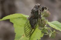 Tibicina haematodes