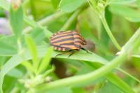 Graphosoma italicum
