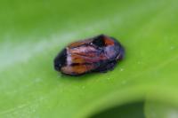 Penthimia nigra