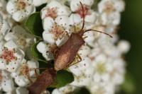 Gonocerus acuteangulatus
