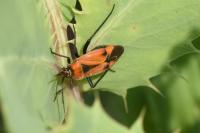 Brachycoleus triangularis