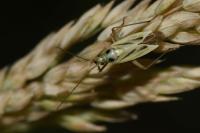 Stenotus binotatus